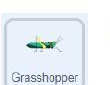 Grasshopper