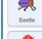 Beetle